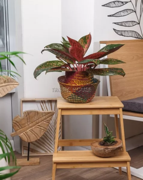 Корзина малая цветная