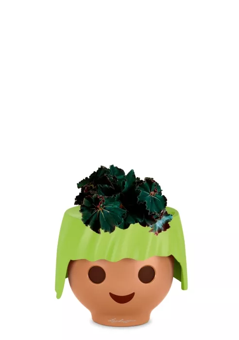 Бегония Рекс Дарк Мамба 12/25 см в OJO, зеленый