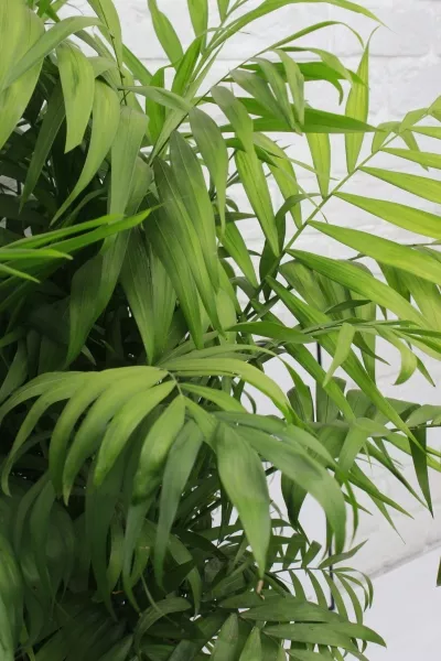 Хамедорея Элеганс 24/80 см в CLASSICO LS 28