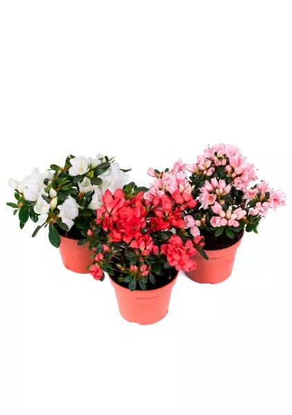 Азалия индика Биколор 12/25 см
