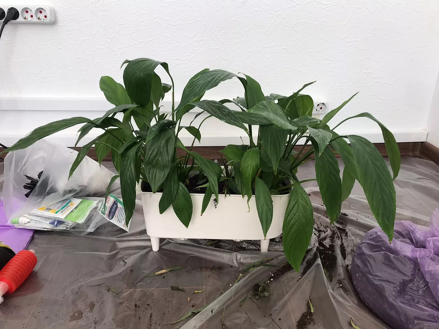 ВЫЕЗДНАЯ ПЕРЕСАДКА РАСТЕНИЙ