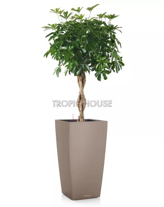 Шеффлера Косичка в CUBICO 30/140 см, Песочно-коричневый