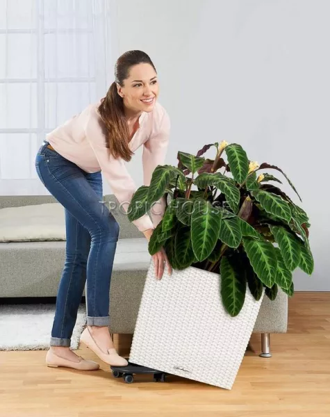 Кашпо LECHUZA CUBE Cottage 50х50 см