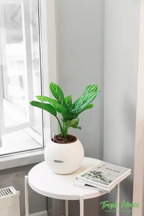 Аглаонема Страйп в PURO 20