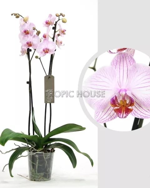 Орхидея Фаленопсис светло-розовая 12/60 см