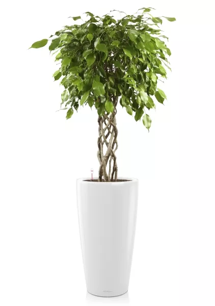 Фикус цилиндр в RONDO 40