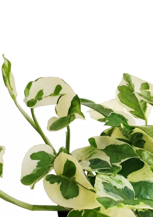 Набор Эпипремнумов Энджой в CUBE COLOR 14