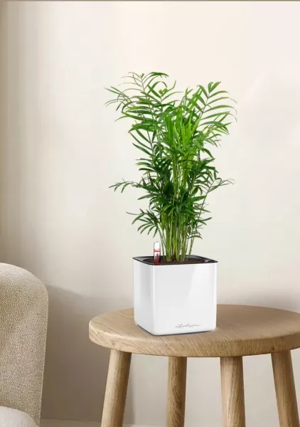 Хамедорея Элеганс 12/45 в CUBE GLOSSY 14