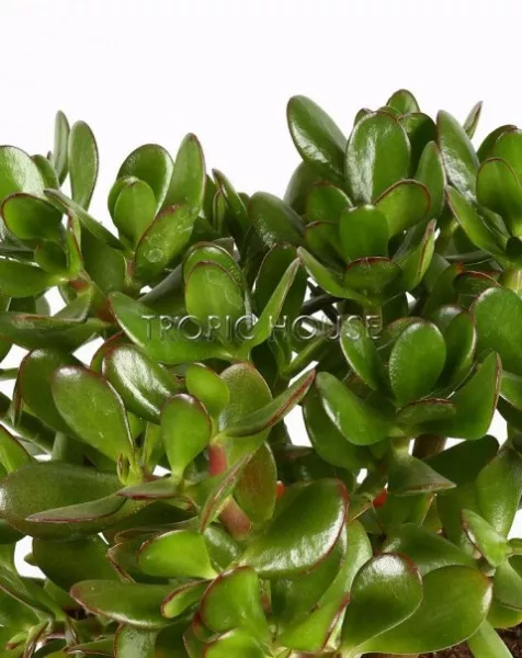 Крассула Микс в DELTA 20