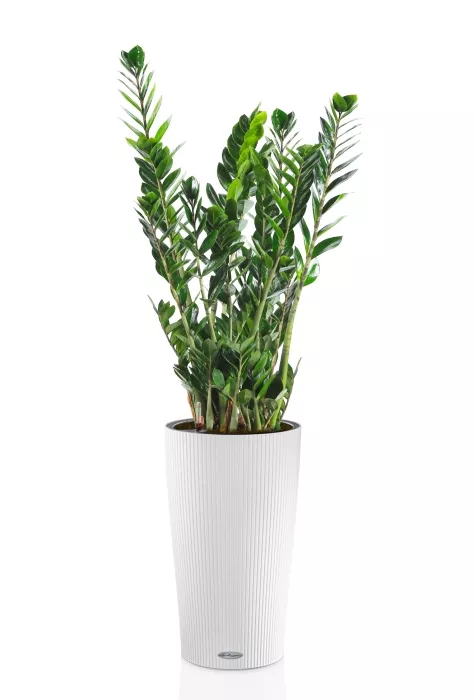 Замиокулькас 21/110 в CILINDRO 32, белый