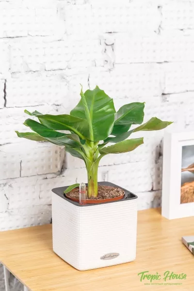 Банан 12/30 см