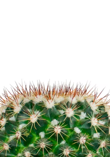 Кактус Маммиллярия Унцината 12/20 см в CUBE GLOSSY KISS 14