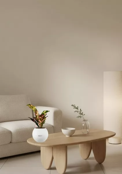 Кодиеум 8/20 см в PURO 20