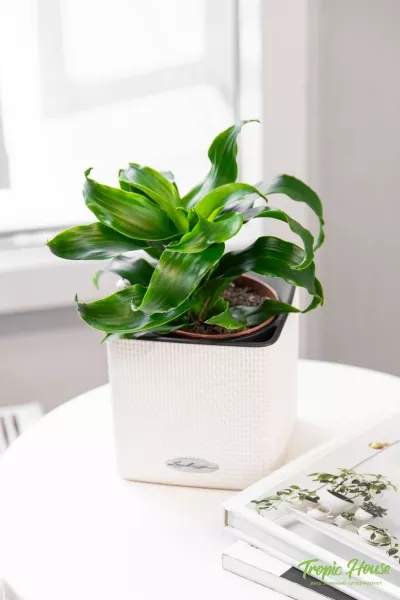 Драцена Твист 12/20