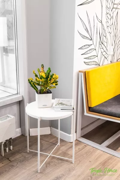 Кротон Еллоу в CUBE 14