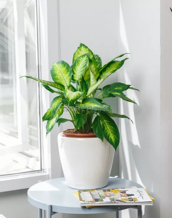 Диффенбахия Камилла в CLASSICO LS 21