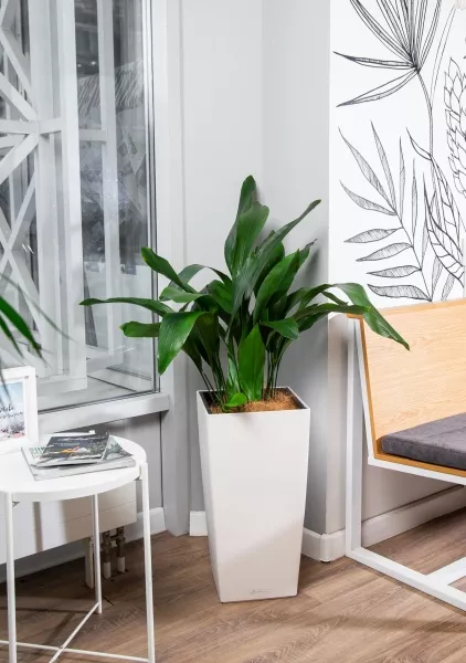 Аспидистра в CUBICO 30
