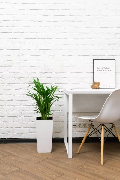 Хризалидокарпус в CUBICO COLOR 22