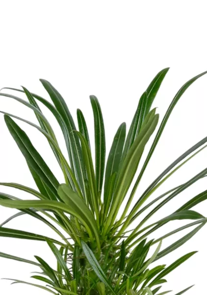 Пахиподиум Ламера 9/18 см в MINI DELTINI 10