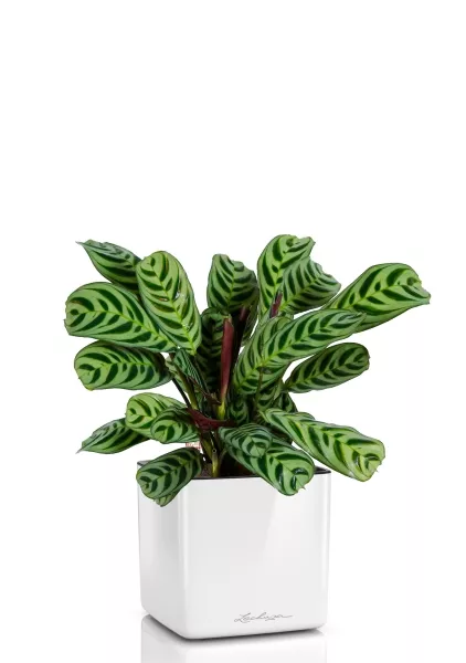 Ктенанта Бурле в CUBE Glossy 14, белый блестящий