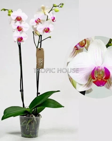 Орхидея Фаленопсис Кембридж белая 12/70 см в LAMELA MAGNOLIA fi 135