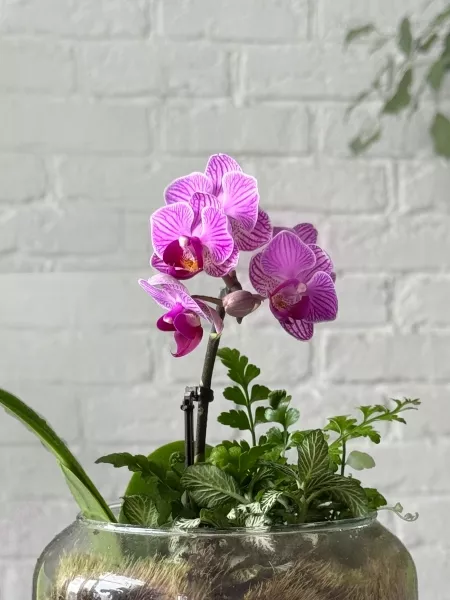 Флорариум с фиттонией