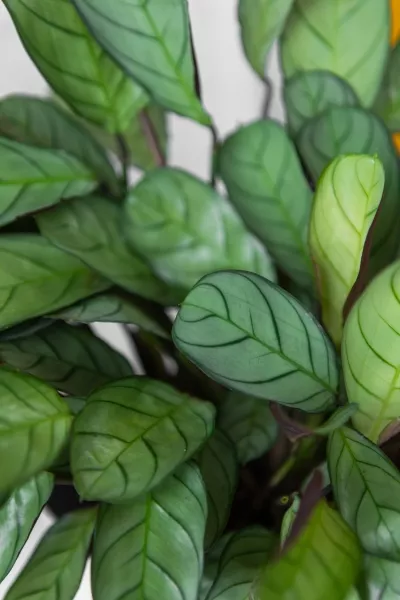 Ктенанта Амагрис в CUBE COLOR 14