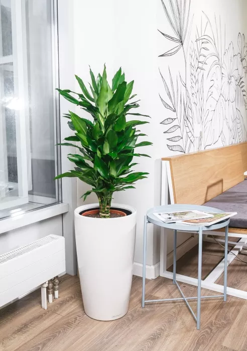 Драцена Джанет Линд в RONDO 32