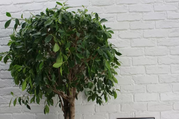 Фикус Нитида переплетенный 42/200 см в CUBICO 50