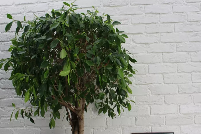 Фикус Нитида переплетенный 42/200 см в CUBICO 50