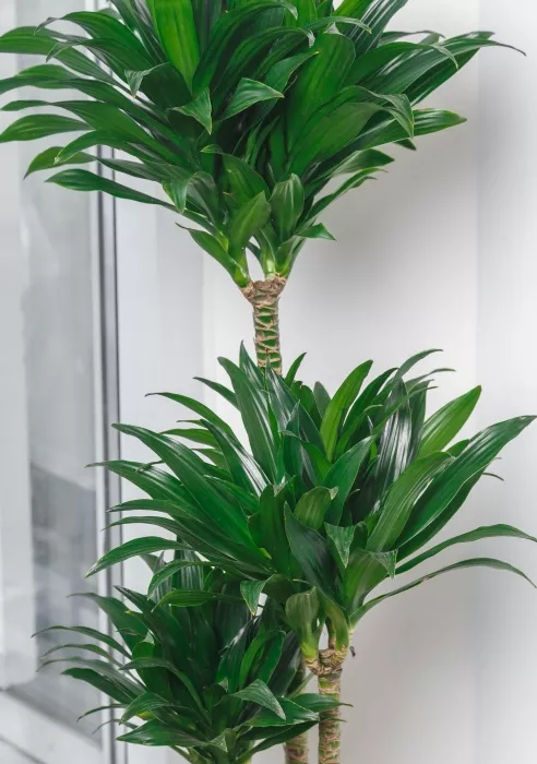 Драцена Компакта в RONDO 32