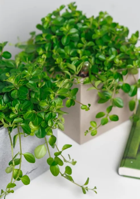 Пеперомия Ротундифолия в CANTO Stone 14