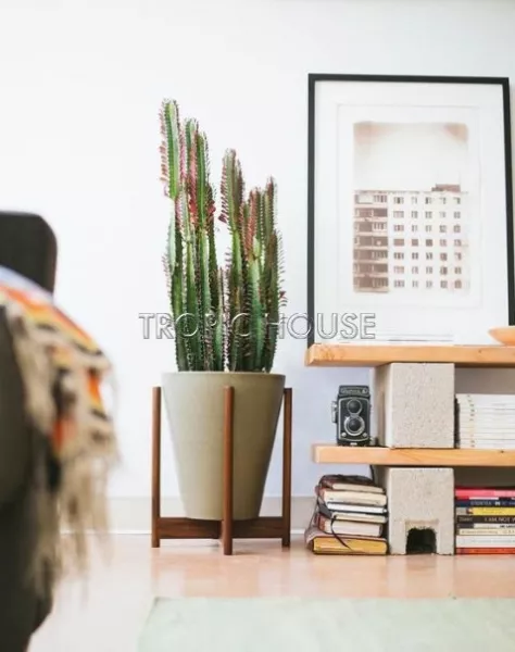 Эуфорбия Молочай Рубра 17/65 см