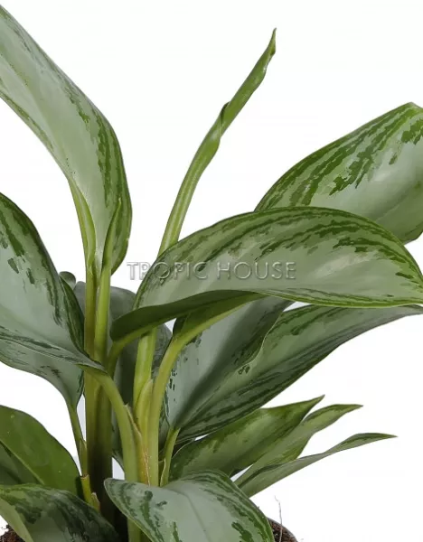 Аглаонема Сильвер Бей в CUBE COLOR 14