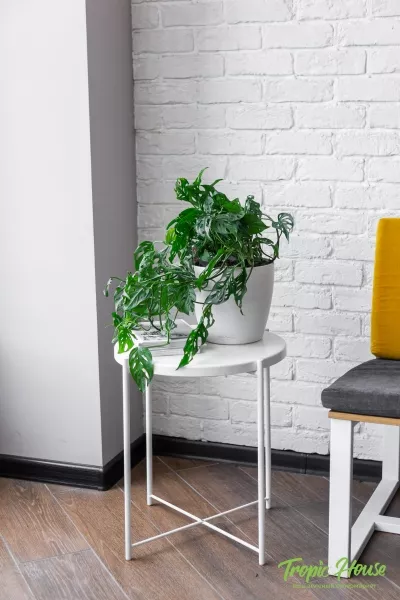 Монстера Манки в CLASSICO COLOR 21