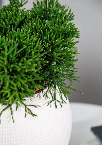 Рипсалис в PURO 20