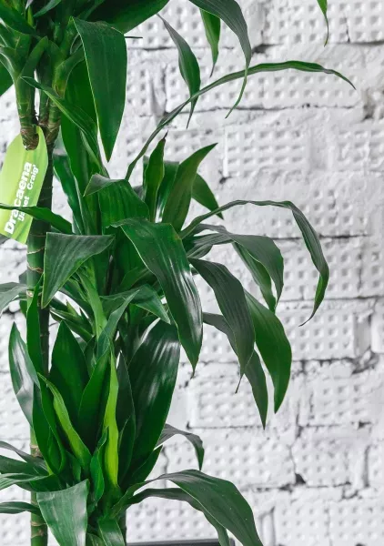 Драцена Джанет Крейг 3 ствола в CUBICO COLOR 30