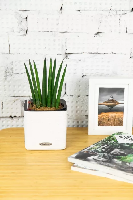 Сансевиерия Цилиндрика в CUBE COLOR 14