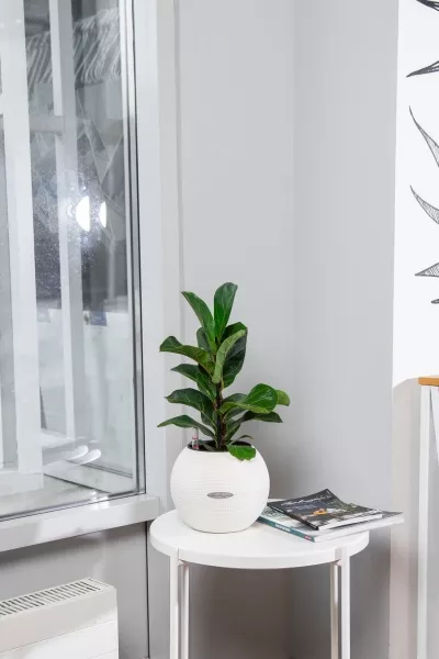 Фикус Лирата Бамбино 12/40 см