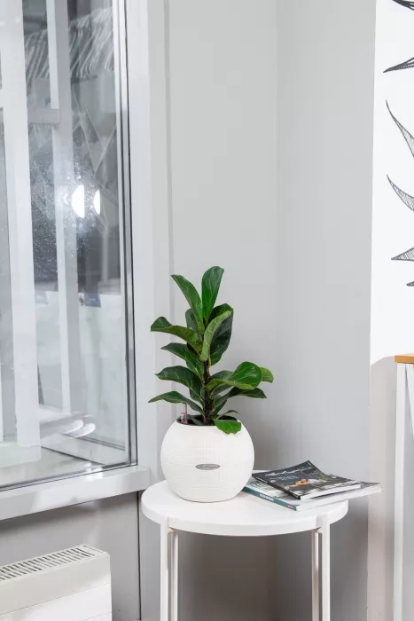 Фикус Лирата Бамбино 12/40 см