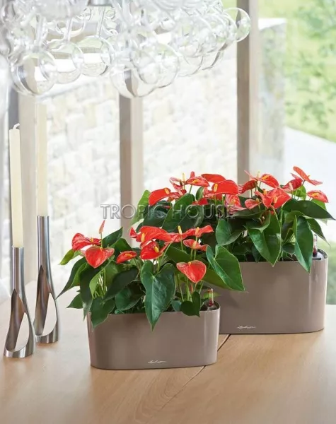 Кашпо LECHUZA DELTA 20х18 см