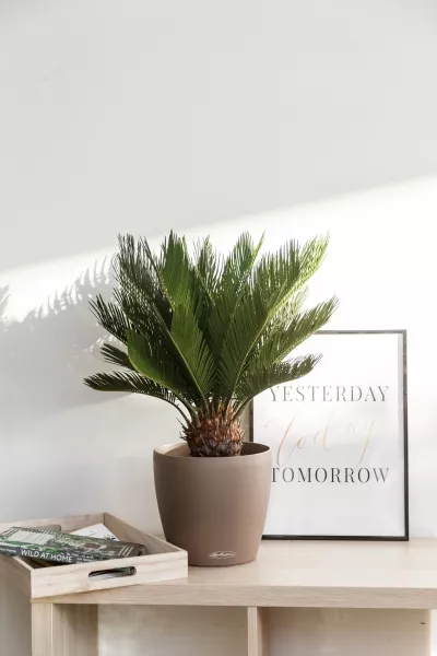 Цикас Революта 14/60 см в CLASSICO 18