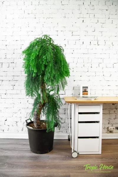 Араукария бонсай 45/140 см