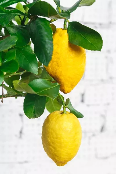 Цитрус Лимон 21/80 см