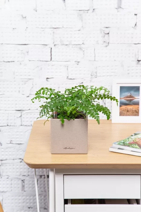 Папоротник Парвати в CANTO STONE 14