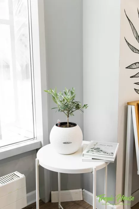 Олива в PURO 20