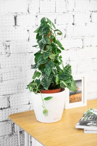 Сциндапсус Пиктус на опоре в CLASSICO 18