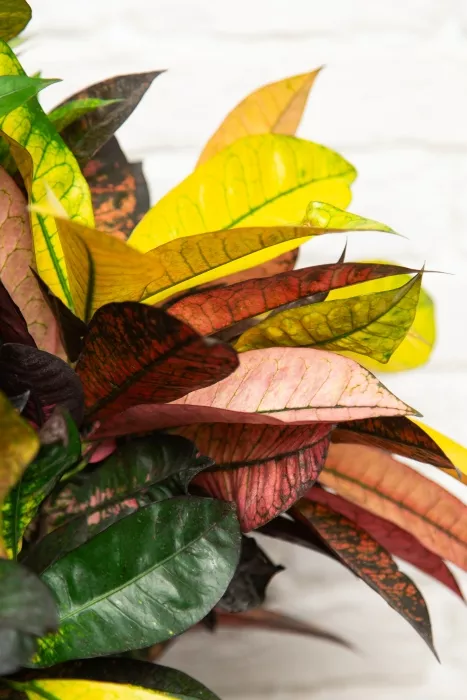 Кротон Мистер Айкетон в CUBICO COLOR 30