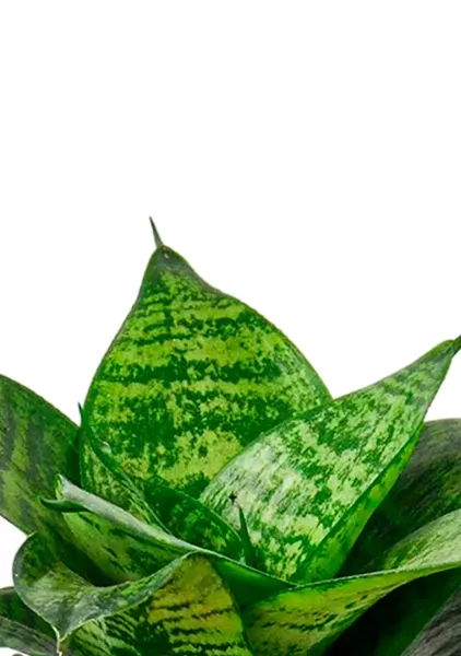 Сансевиерия Ханни 12/25 в PURO 20