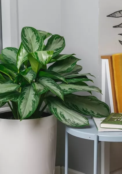 Аглаонема Сильвер Бей 24/65 см